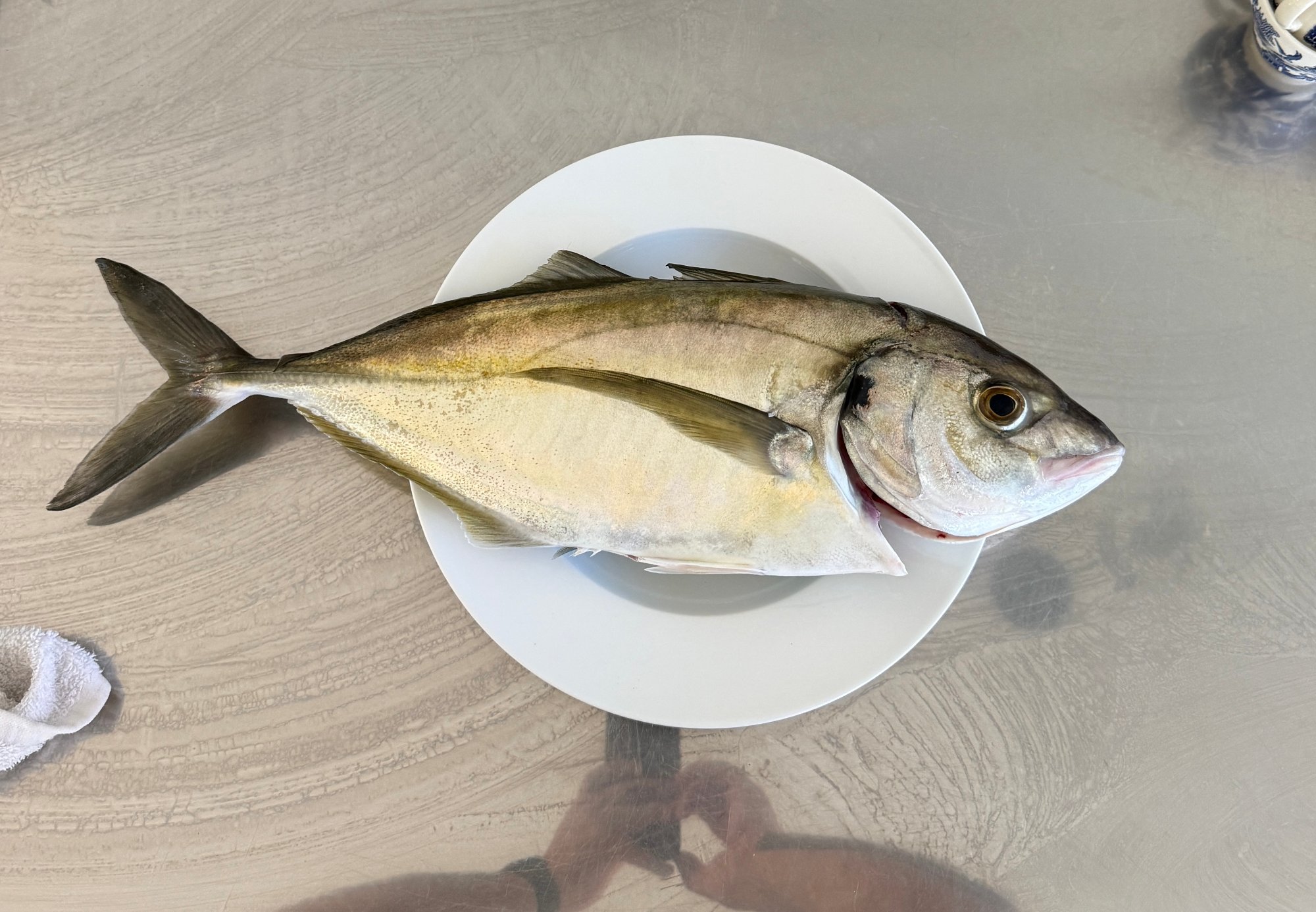 Trevally caught in Taranaki